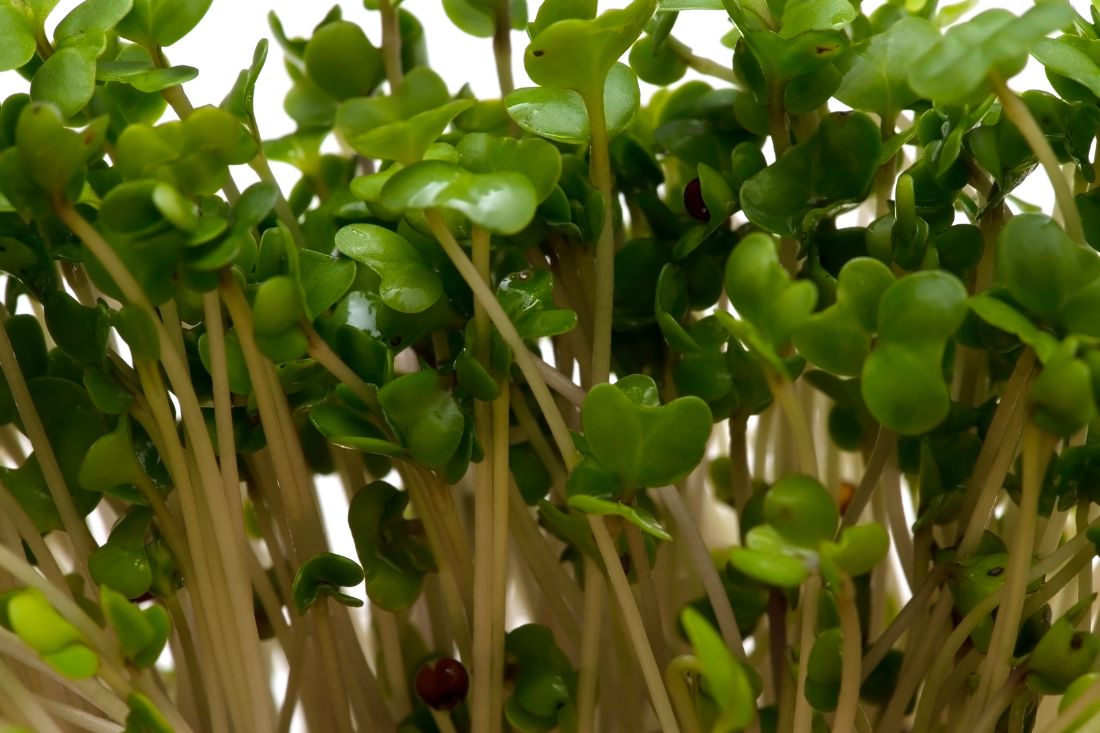 The Science Behind Sulforaphane