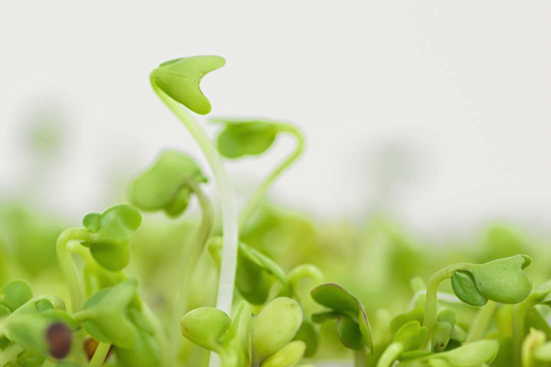 Sulforaphane: The Best Sources