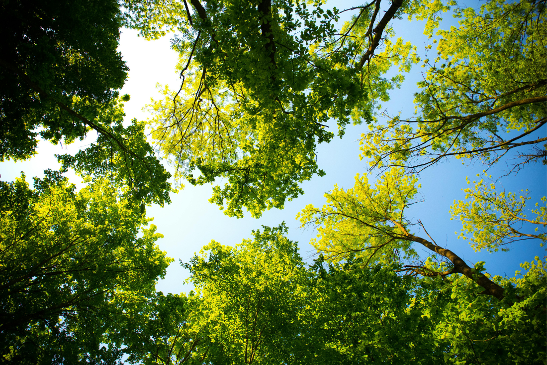 Green Therapy: How Nature Boosts Your Brain